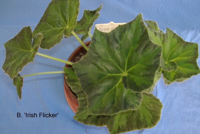 B. ‘Irish Flicker’